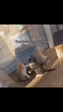 a group of kittens standing next to a bag of beef