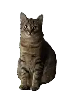 a cat is sitting on a white background and looking up at the camera