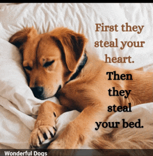 a dog laying on a bed with a wonderful dogs quote