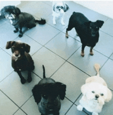 a group of dogs sitting on a tiled floor