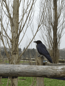 a black bird is perched on a wooden fence post