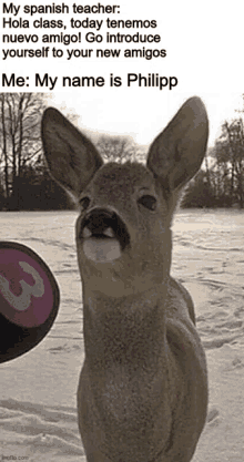 a picture of a deer in the snow with a caption that says my name is philipp .