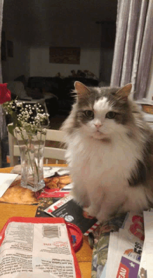 a fluffy cat sits on a table with a newspaper that says eau