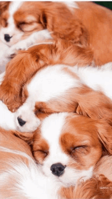 a group of brown and white puppies sleeping together