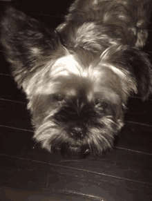 a small dog laying down on a dark wood floor