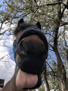 a close up of a horse 's nose with its tongue out