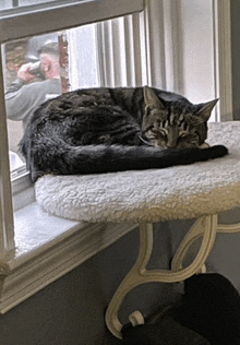 a cat is laying on a window sill looking out the window