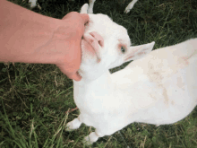 a person petting a white goat with their hand