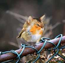 a bird with a cat 's head is perched on a fence post