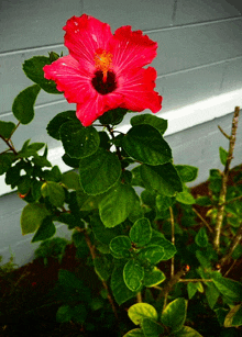 a red flower with a yellow center is surrounded by greenery