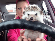 a woman in a car holds a hedgehog in her lap