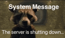 a picture of a raccoon with the words " system message the server is shutting down "