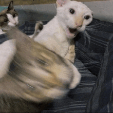 two cats are playing with each other on a bed and one of them is making a face .