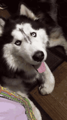 a husky dog with blue eyes is laying down with its tongue out