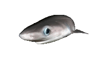 a close up of a shark with a blue eye