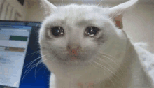 a close up of a white cat crying in front of a laptop computer .