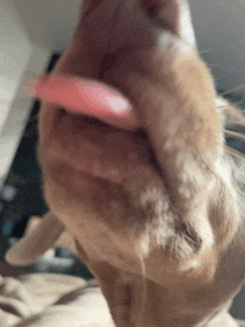 a close up of a dog 's mouth with its tongue out