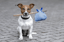 a small brown and white dog is holding a stick and a bag