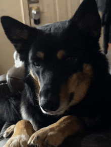 a close up of a black and brown dog laying on a couch