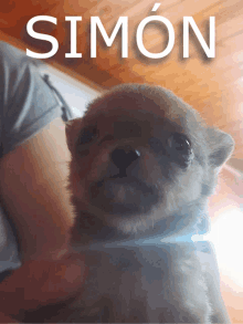 a person is holding a small dog with the name simon on the top