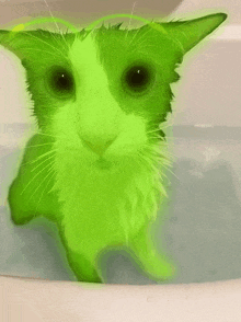 a black and white cat with green eyes is in a bath tub