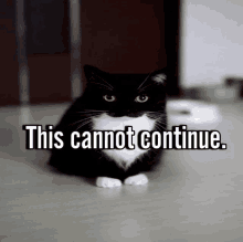 a black and white cat sits on the floor with the words this cannot continue below it