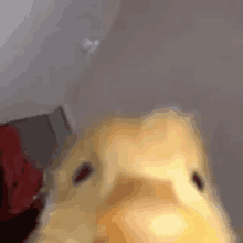 a close up of a yellow hamster taking a selfie .