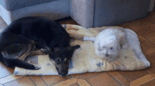 a black dog and a white dog laying on a pillow with the number 8 on it