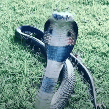 a snake with a blue band around its head is laying in the grass .