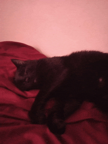 a black cat is laying on a bed with a red blanket