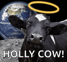 a picture of a cow with the words holly cow written below it