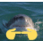 a dolphin is swimming in the ocean with a yellow arrow pointing to it .