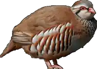 a brown and white bird with a red eye is standing on a white background