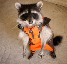 a raccoon is standing on its hind legs wearing an orange jacket .