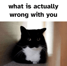 a picture of a black and white cat with the words what is actually wrong with you below it