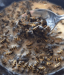 a spoon is being used to stir a pile of bees