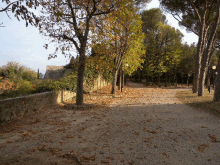 a gravel path lined with trees and leaves