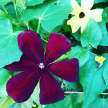 a purple flower is surrounded by green leaves and a yellow flower