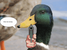 a cartoon duck holding a gun with a speech bubble that says give me money