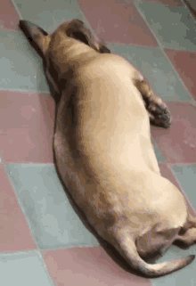 a brown dog is laying on a checkered tile floor