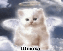 a white cat with angel wings and a halo on its head is sitting in the clouds