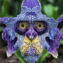 a close up of a flower that looks like a monkey