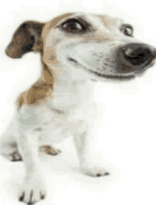 a small brown and white dog is smiling for the camera .