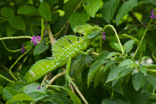 a green lizard is eating a purple flower in a bush