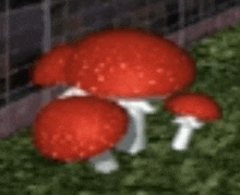 a bunch of red mushrooms are growing on the ground .