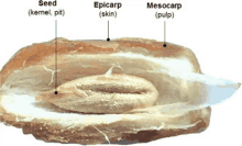 a close up of a piece of bread with the words seed epicarp skin mesocarp pulp written on it