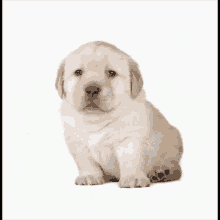 a brown and white puppy is sitting on a white background .