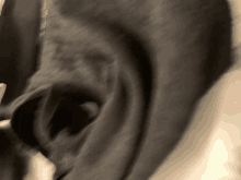 a close up of a person 's ear with a blurred background