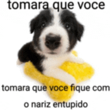 a black and white puppy is sitting on a yellow pillow with a caption that says tomara que voce