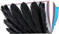 a bunch of black feathers laying on top of a book